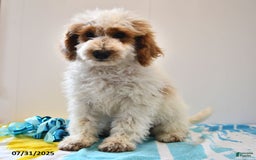 Mini Goldendoodle dogs for sale: Buster - Image 19