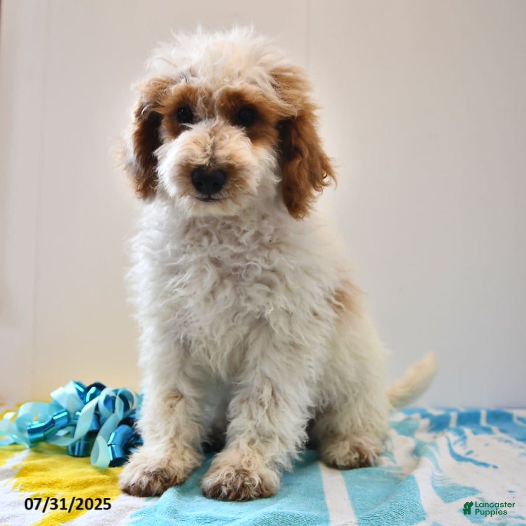 Mini Goldendoodle dogs for sale: Buster - Image 19