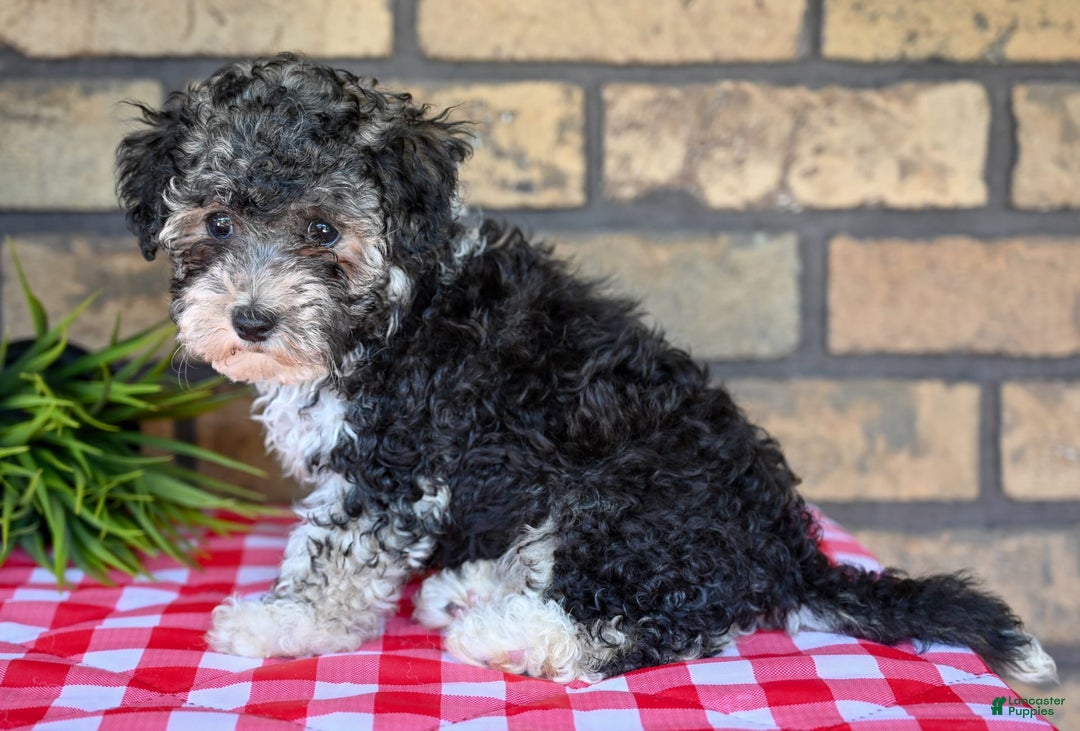 Havapoo dogs for sale: Scout - Image 6