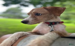 Jackapoo dogs for sale: Sally - Image 3