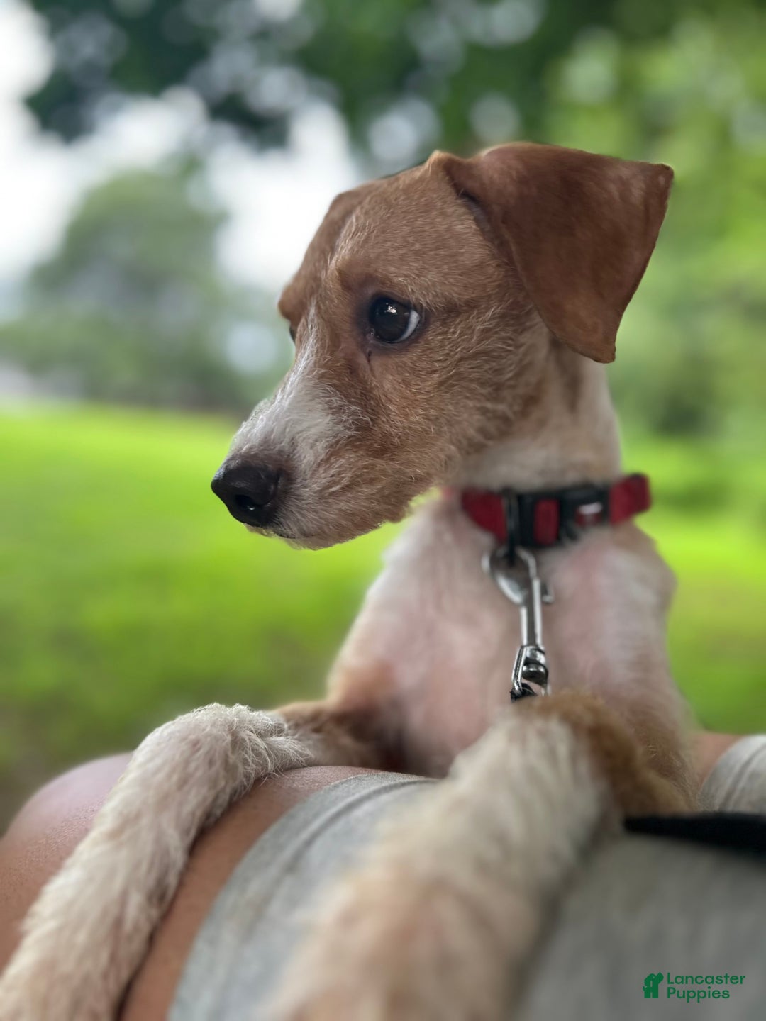 Jackapoo dogs for sale: Sally - Image 3