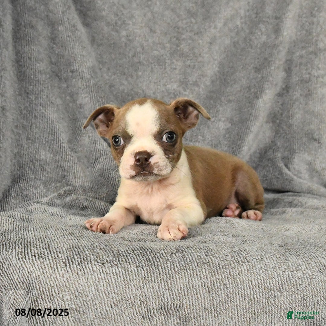 Boston Terrier dogs for sale: Lilac - Image 3
