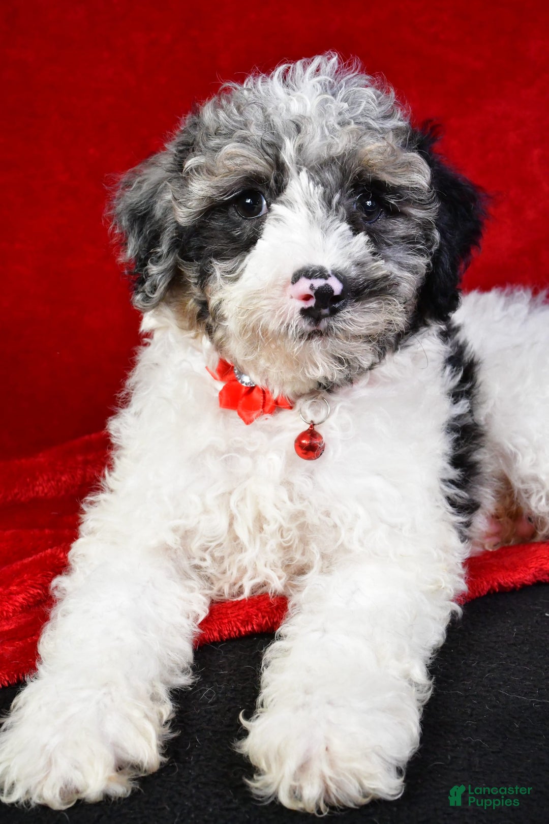 Miniature Poodle dogs for sale: Kyler - Image 7
