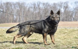 German Shepherd dogs for sale: Chloe - Image 6