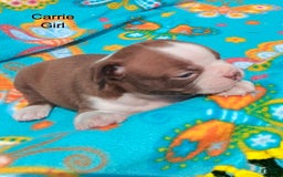 Boston Terrier dogs for sale: Carrie - Image 1