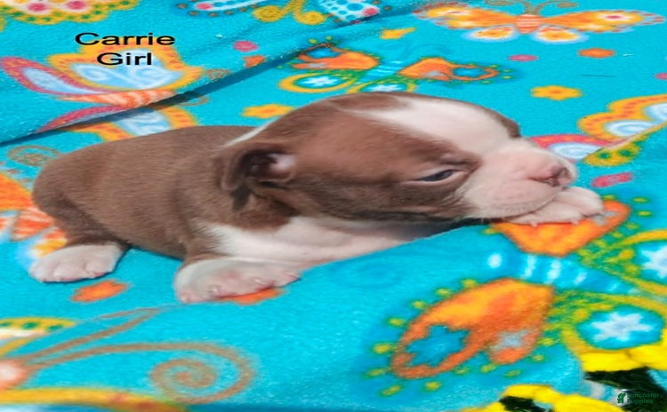 Boston Terrier dogs for sale - Ad 3
