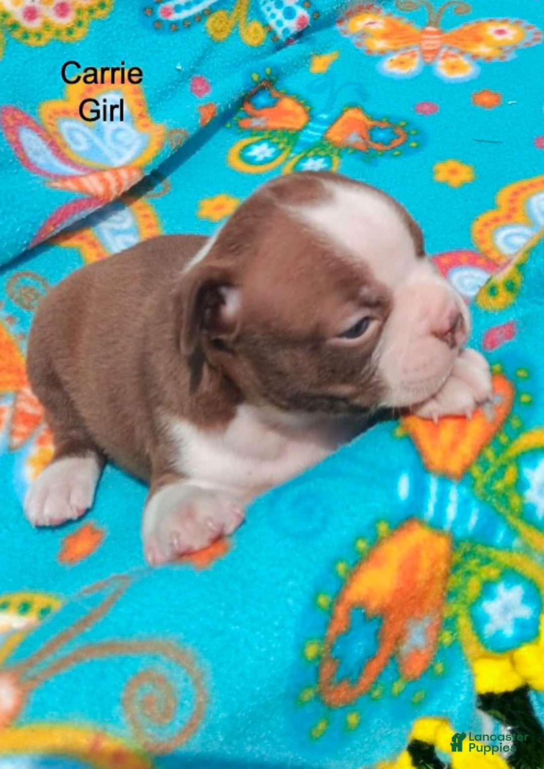 Boston Terrier dogs for sale: Carrie - Image 1