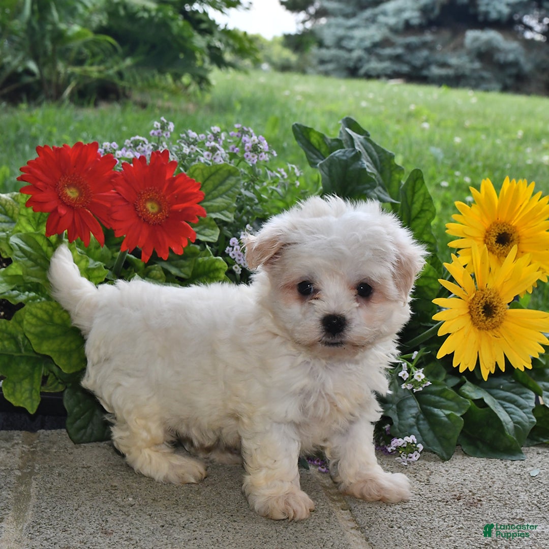 Havanese dogs for sale: Casper - Image 1