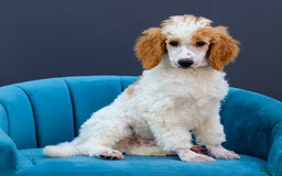 Standard Poodle dogs for sale: Rogan - Image 3