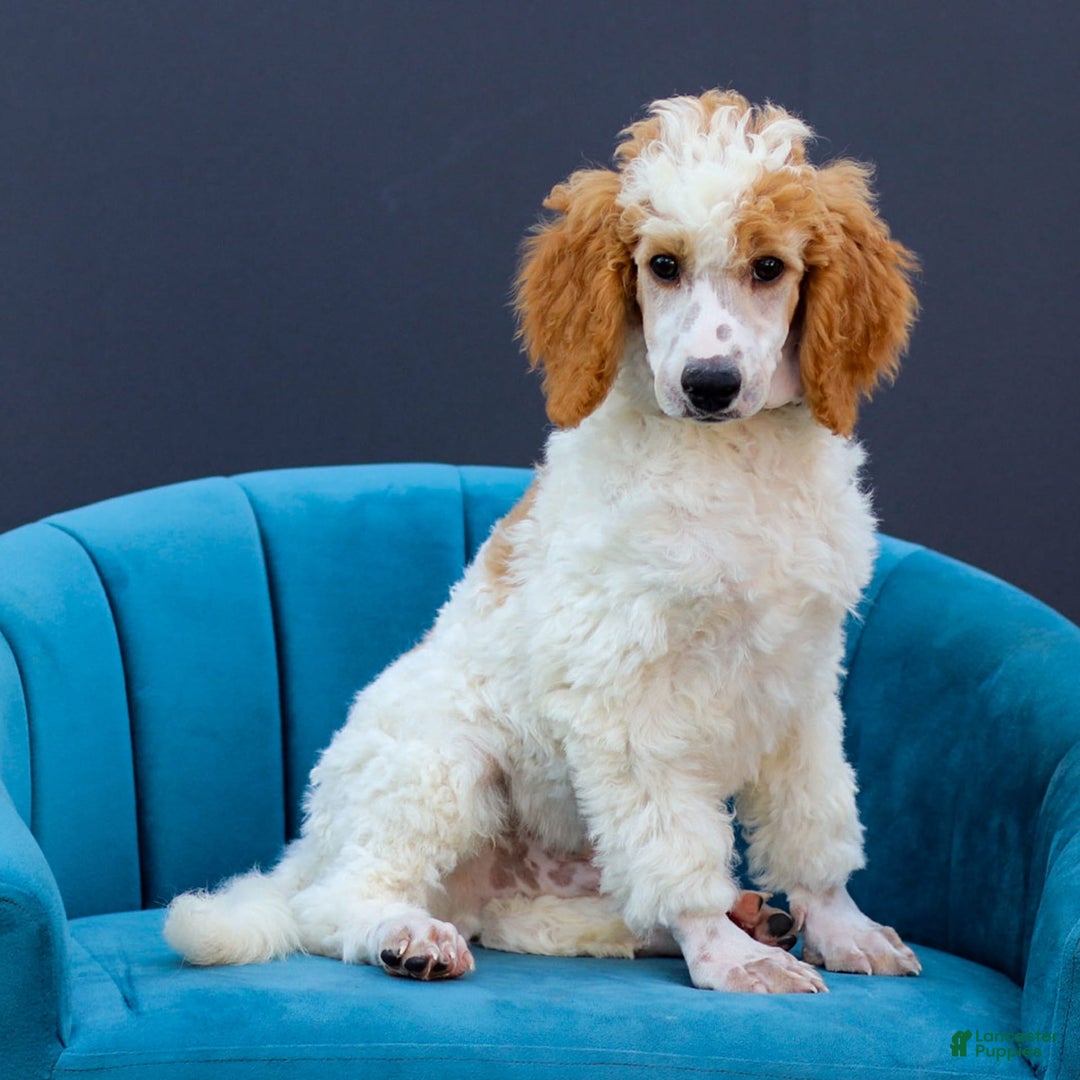 Standard Poodle dogs for sale: Rogan - Image 3