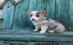 Welsh Corgi Pembroke dogs for sale: Lexi - Image 3