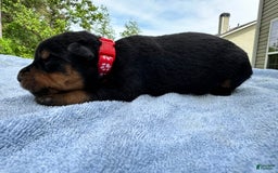 Rottweiler dogs for sale: Red Collar - Image 1