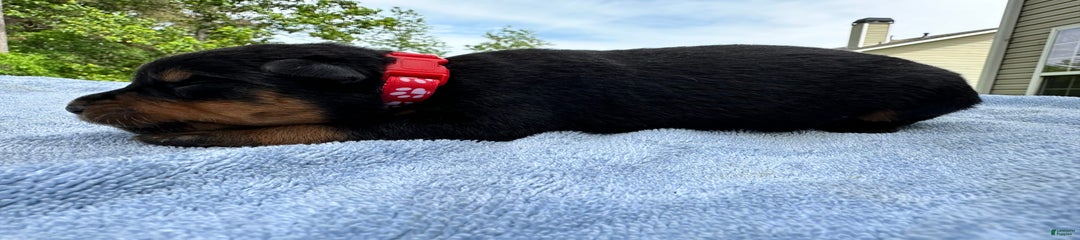 Red Collar