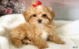 Maltipoo dogs for sale: Red Collared Boy - Image 9