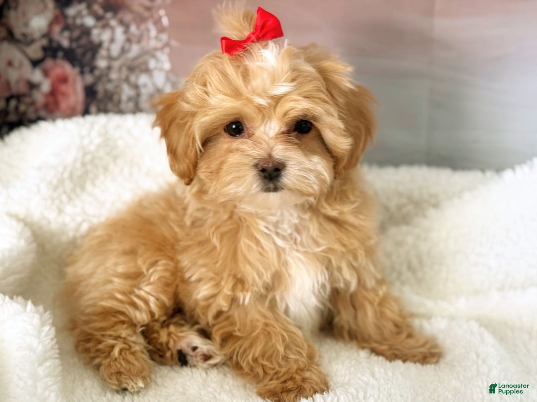Maltipoo dogs for sale: Red Collared Boy - Image 9