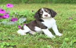 English Springer Spaniel dogs for sale: Pumpkin - Image 4