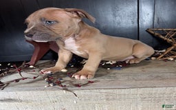American Bully dogs for sale: Tip - Image 5