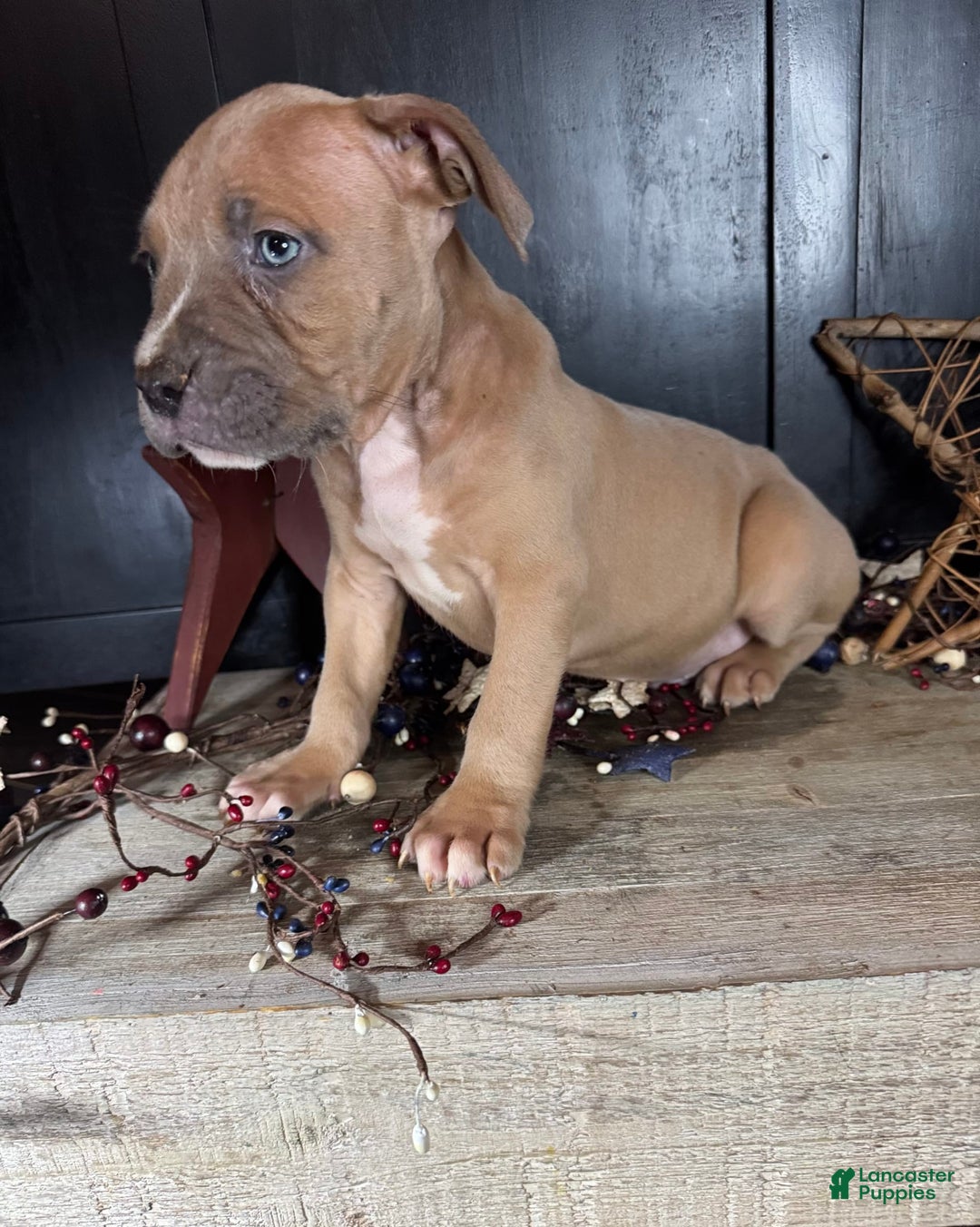 American Bully dogs for sale: Tip - Image 5