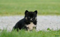 Gerberian Shepsky dogs for sale: Henry - Image 12