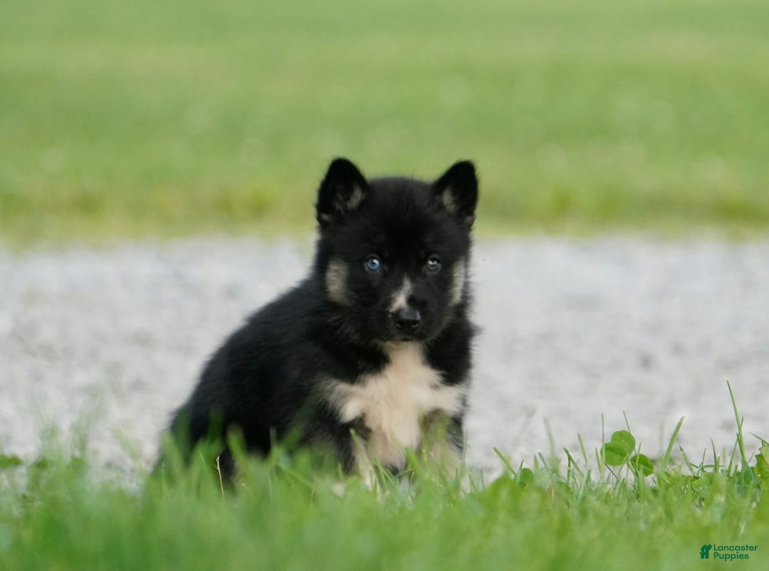 Gerberian Shepsky dogs for sale: Henry - Image 12