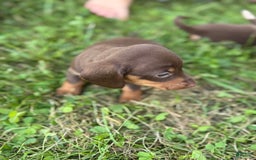 Miniature Dachshund dogs for sale: Roxy - Image 1