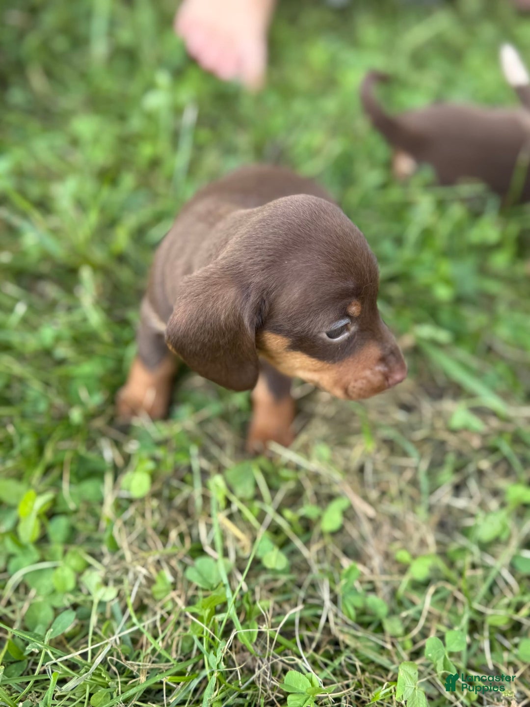 Miniature Dachshund dogs for sale: Roxy - Image 1