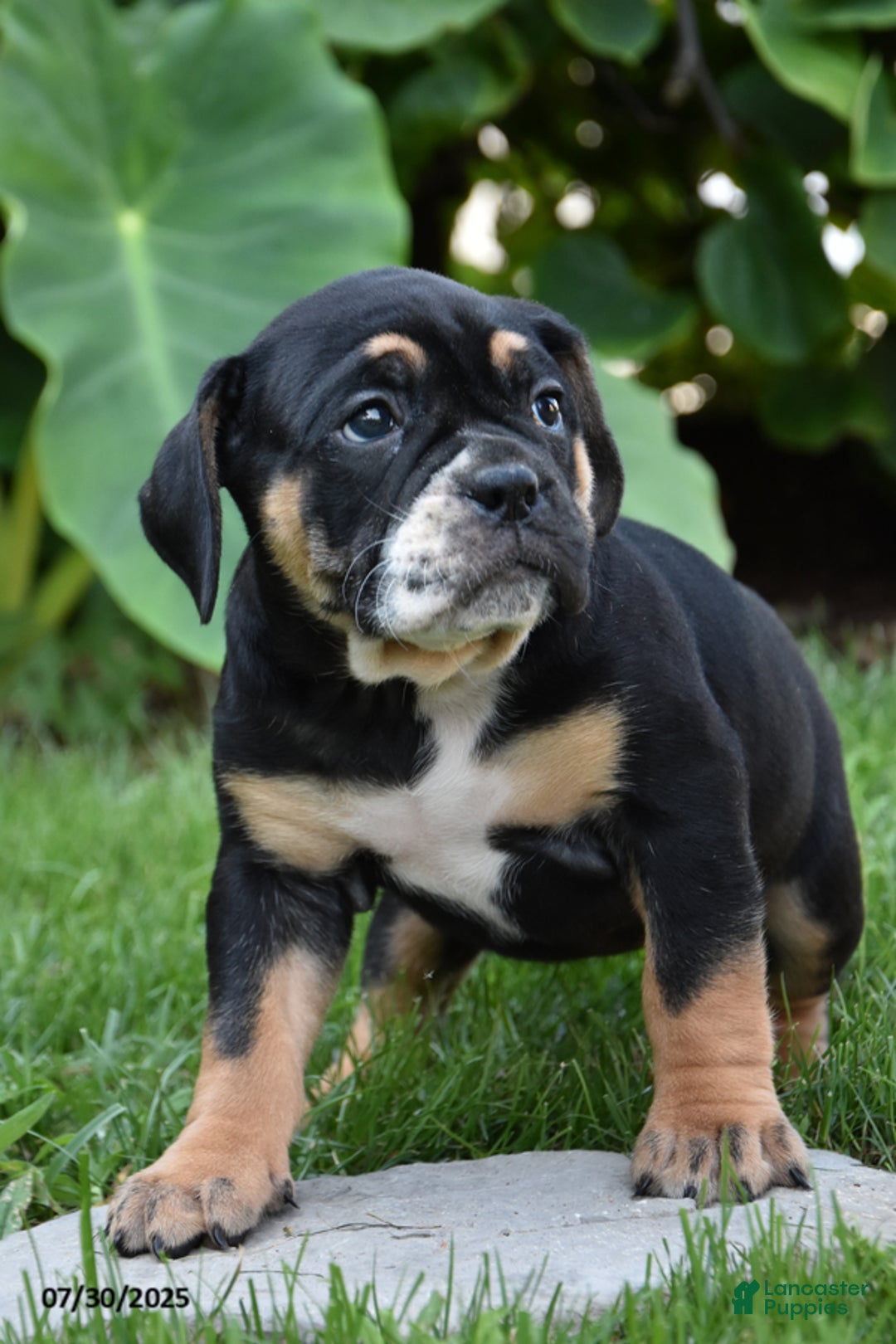 Olde English Bulldogge dogs for sale: Pattie - Image 1
