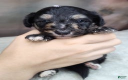 Shetland Sheepdog dogs for sale: Eclipse-Micro Mini - Image 7