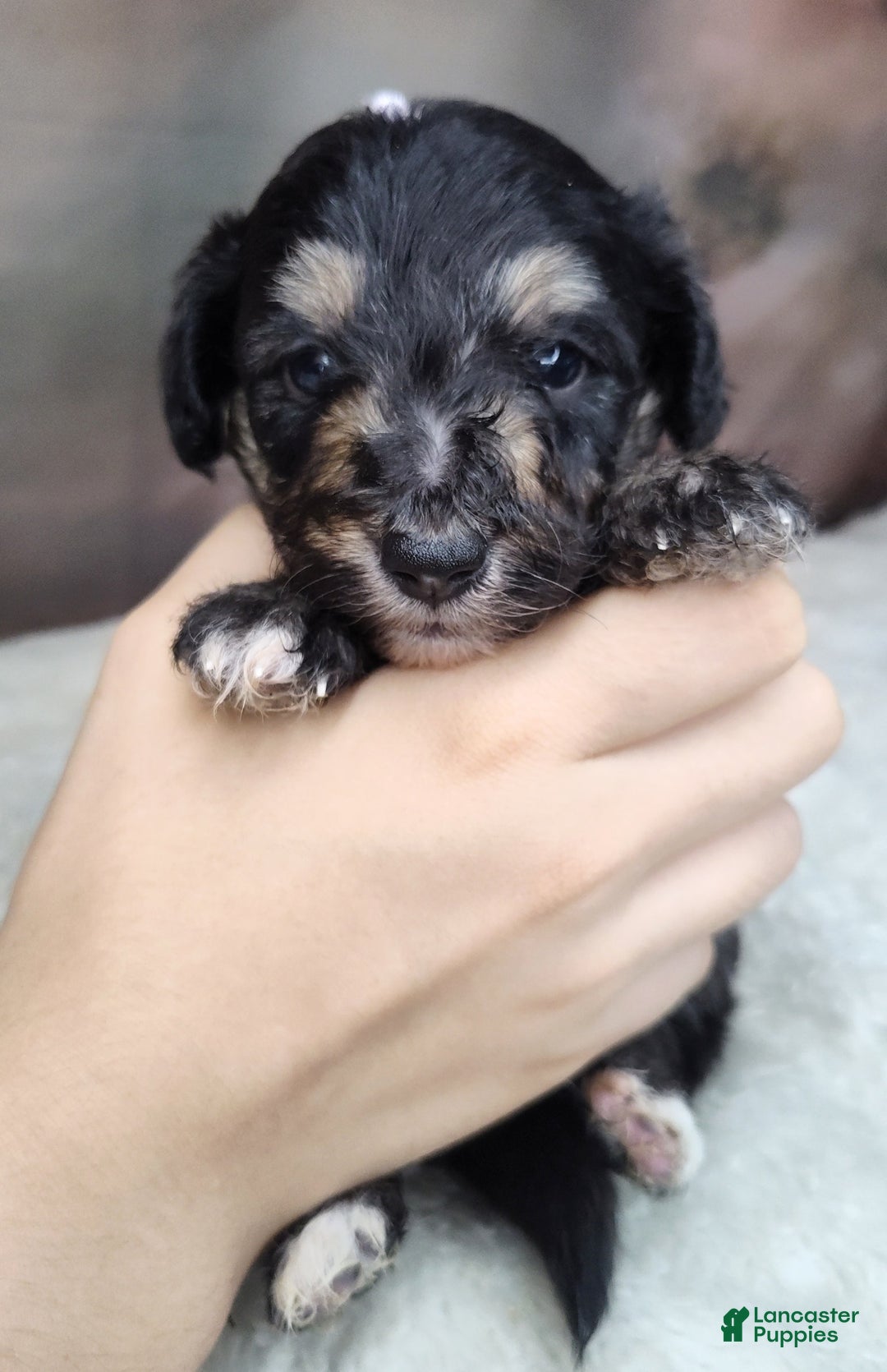 Shetland Sheepdog dogs for sale: Eclipse-Micro Mini - Image 7