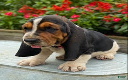 Basset Hound dogs for sale: Sally - Image 10