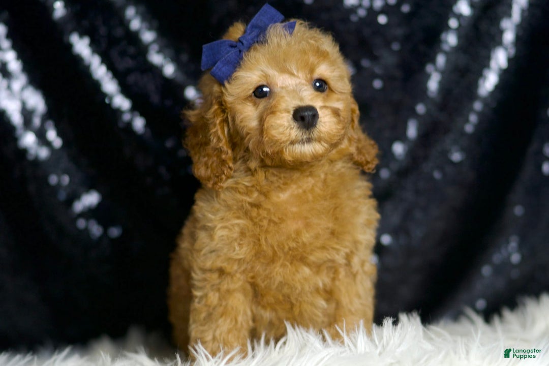 Miniature Poodle dogs for sale: Loki - Image 4