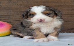 Mini Bernedoodle dogs for sale: Indy - Image 6
