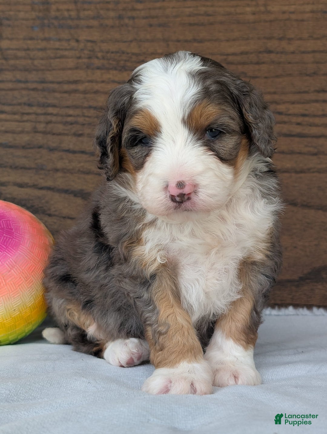 Mini Bernedoodle dogs for sale: Indy - Image 6