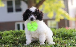 Miniature Poodle dogs for sale: Oreo - Image 14