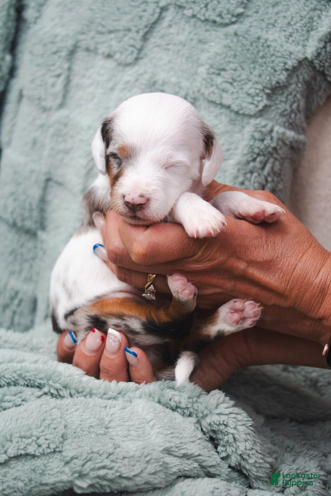 Doxiepoo dogs for sale: Calypso - Image 2