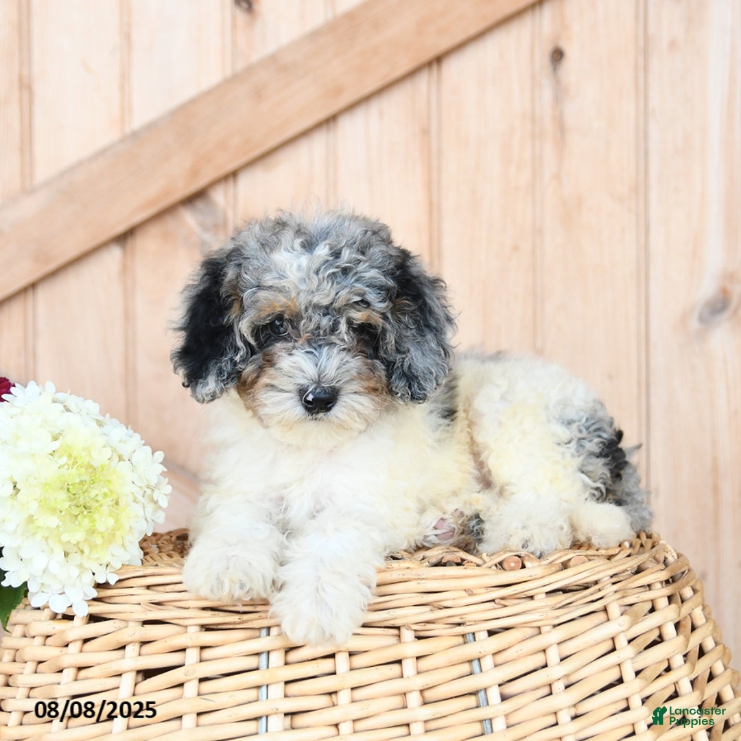 Miniature Poodle dogs for sale: Tootsie - Image 2