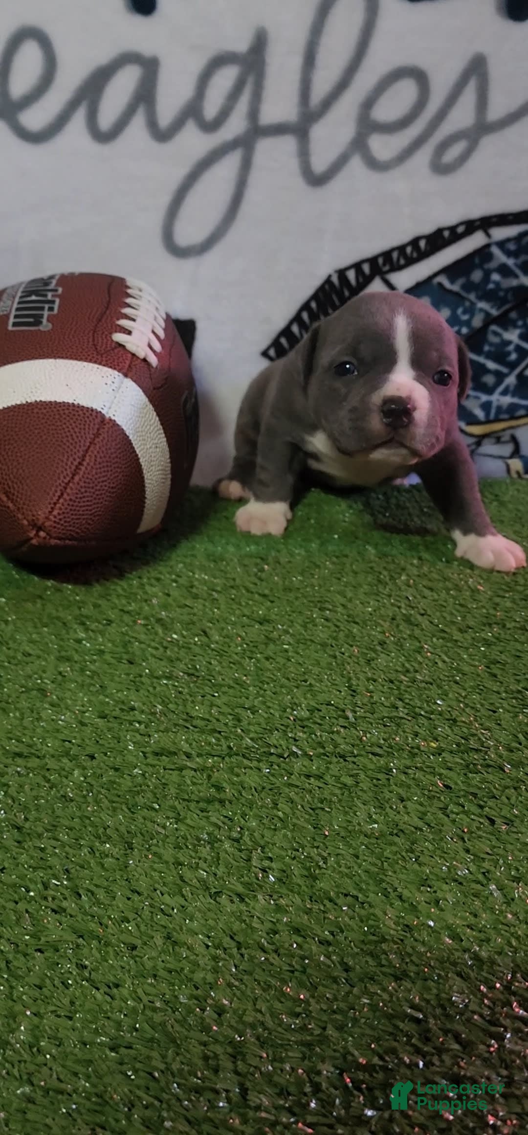 American Bully dogs for sale: Ashley - Image 6