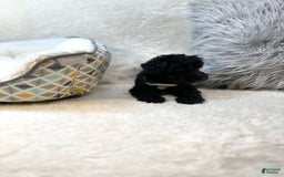 Yorkiepoo dogs for sale: Braxton - Image 8