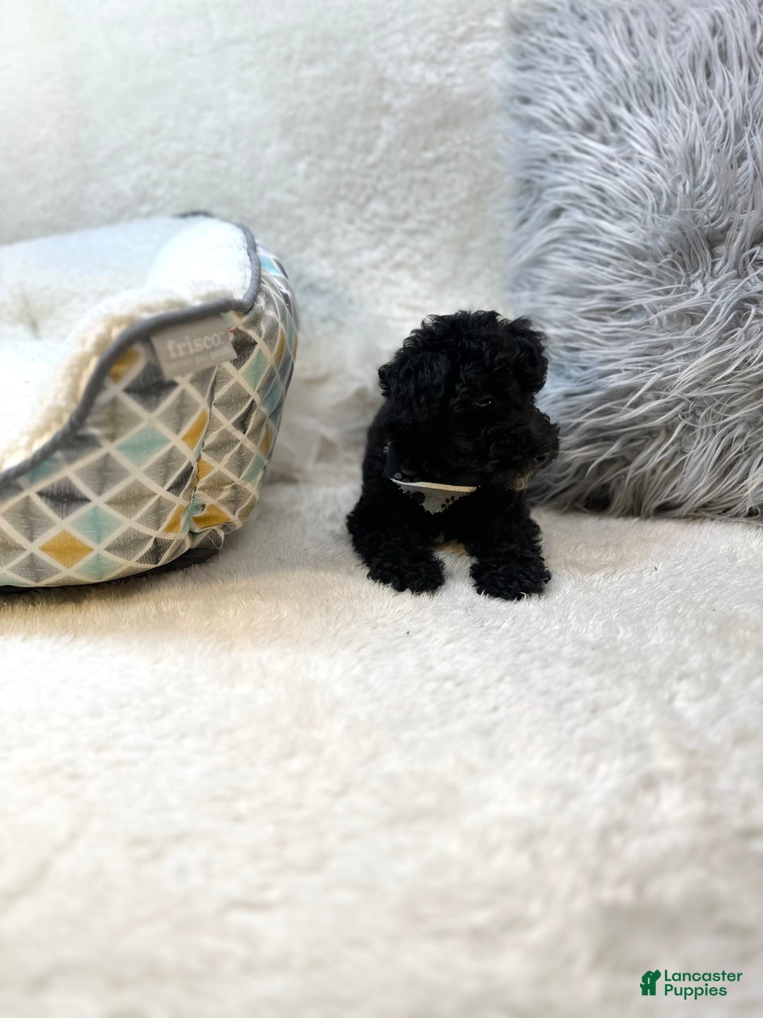 Yorkiepoo dogs for sale: Braxton - Image 8