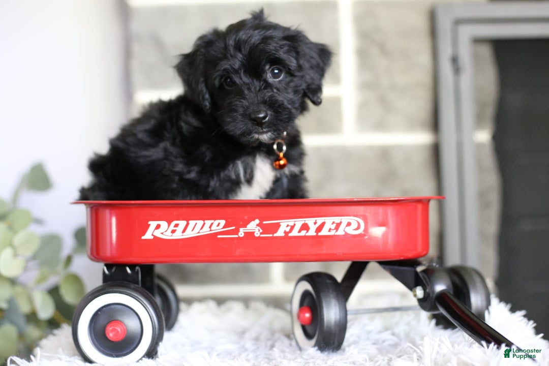 Yorkiepoo dogs for sale: Roo - Image 19