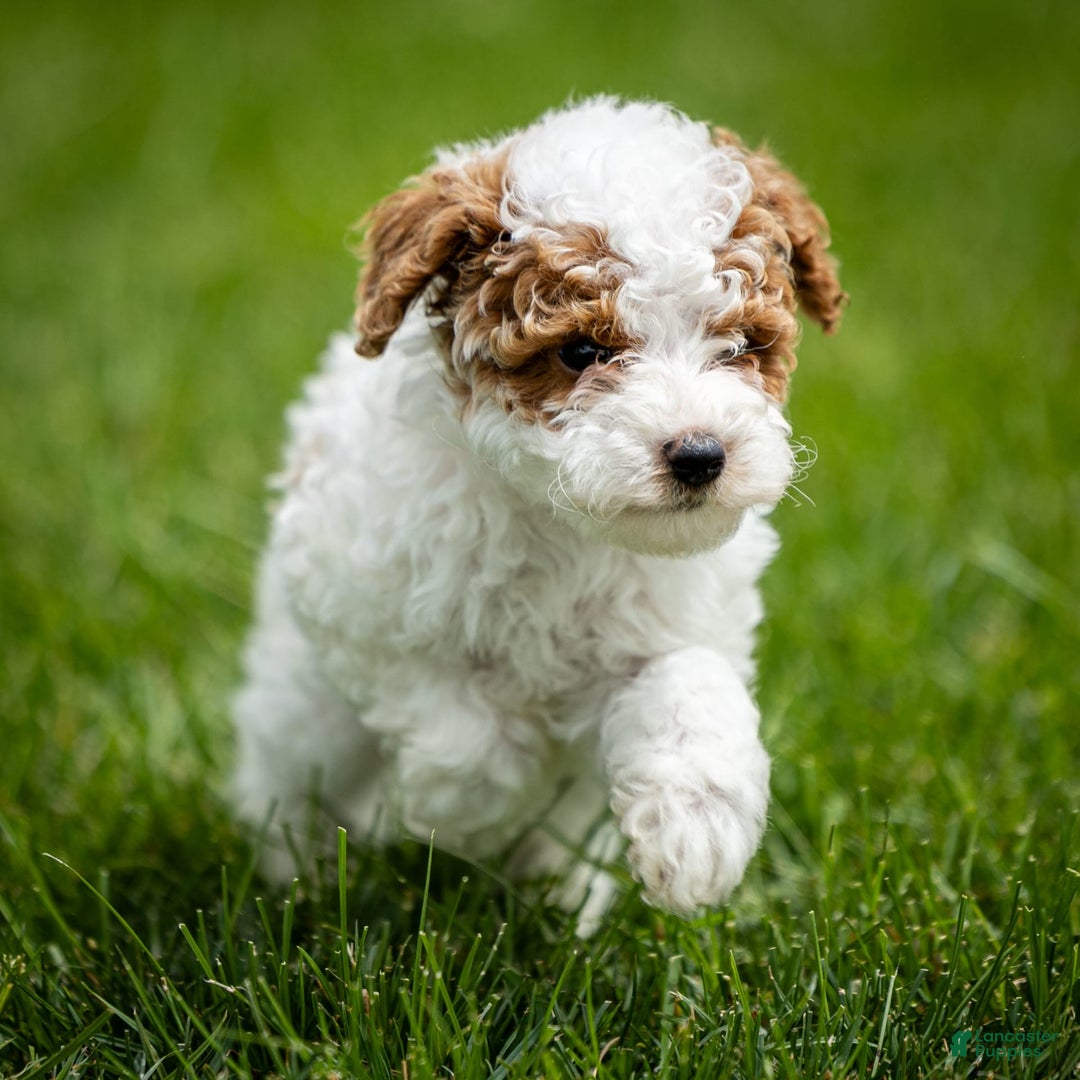 Toy Poodle dogs for sale: Cherry Sundae - Image 4