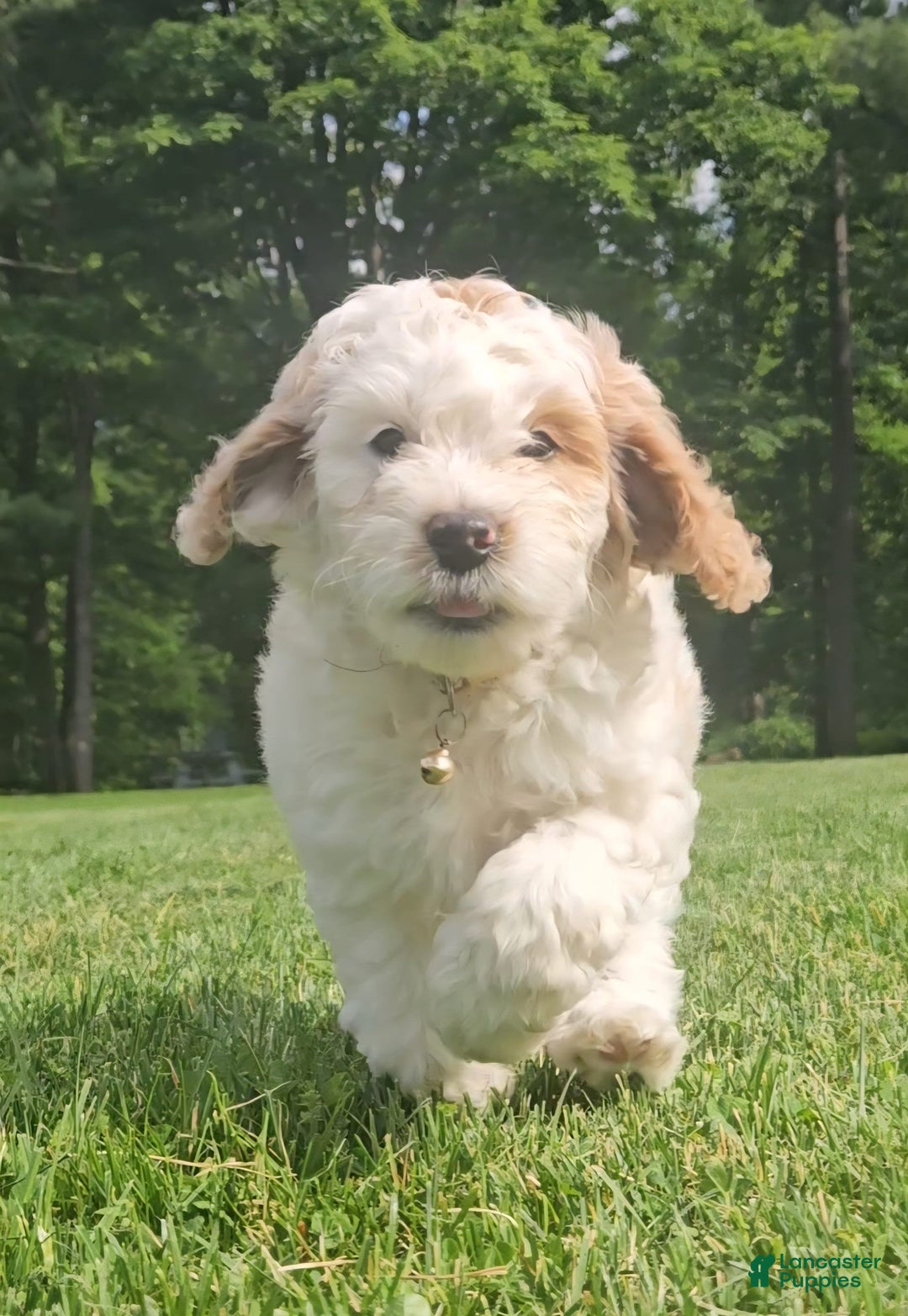 Miniature Poodle dogs for sale: Champ - Image 4