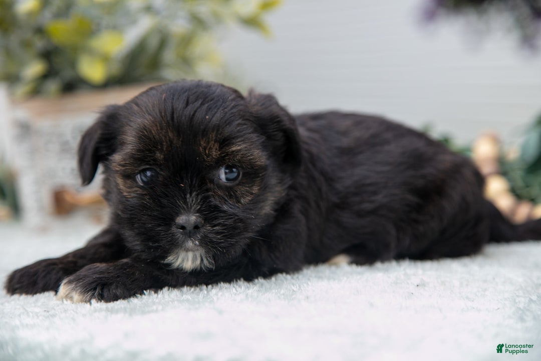 Shorkie dogs for sale: Loki - Image 1