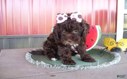 Lhasapoo dogs for sale: Tabby - Image 3