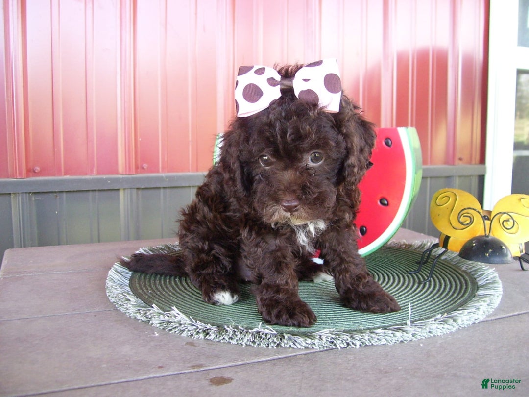Lhasapoo dogs for sale: Tabby - Image 3