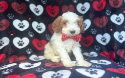 Cavapoo dogs for sale: Ace - Image 5