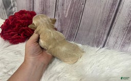 Shih Tzu dogs for sale: Wendy - Image 3