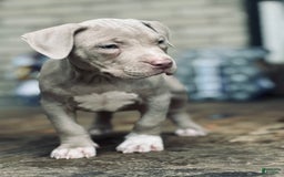 American Bully dogs for sale: Loc - Image 8