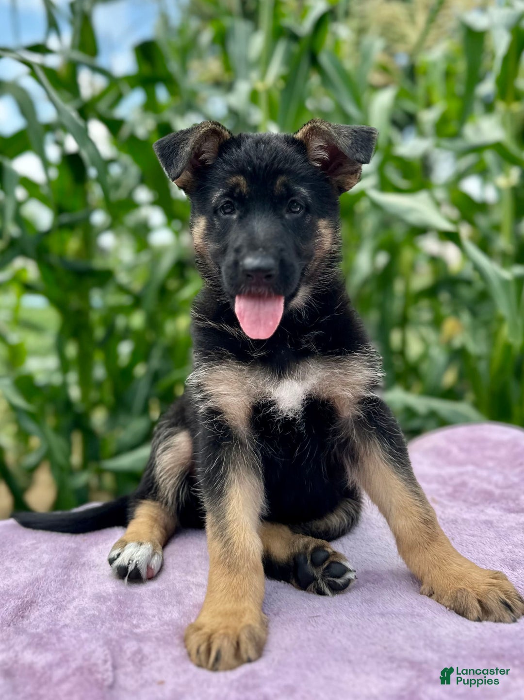 German Shepherd dogs for sale: Nova - Image 1