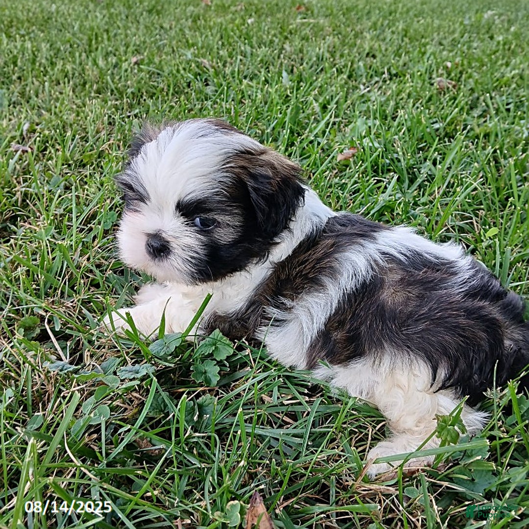 Shih Tzu dogs for sale: Carter - Image 4
